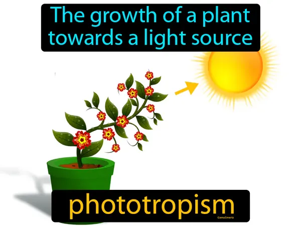 the growth of a plant towards a light source