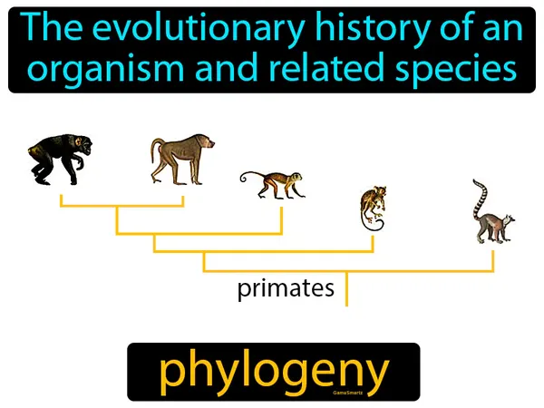 the evolutionary history of an organism and related species