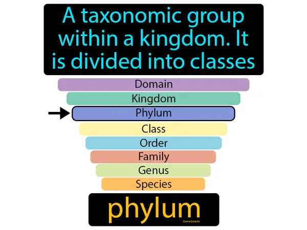 a taxonomic group within a kingdom, it is divided into classes