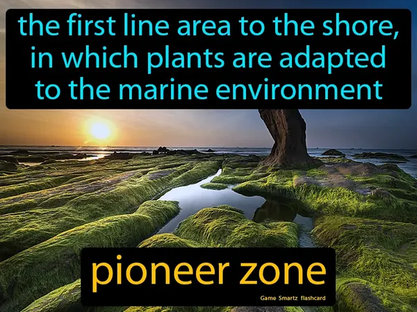 The first line area to the shore, in which plants are adapted to the marine environment