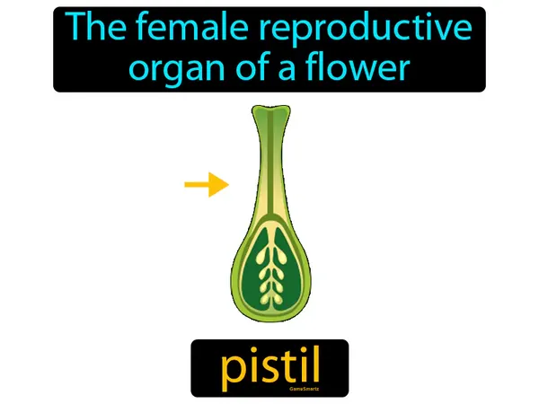 the female reproductive organ of a flower