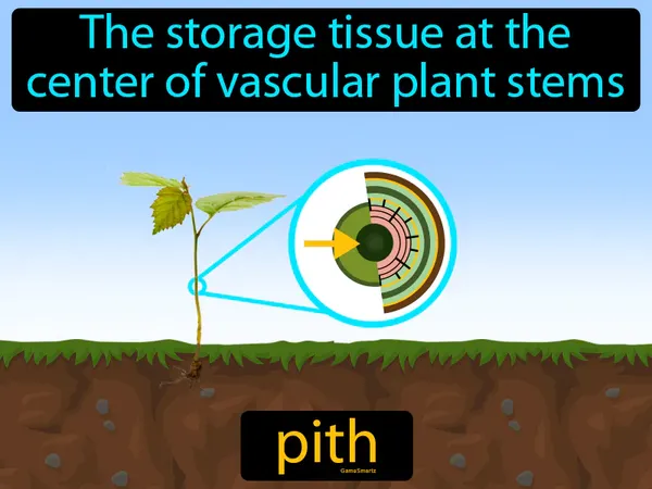 the storage tissue at the center of vascular plant stems