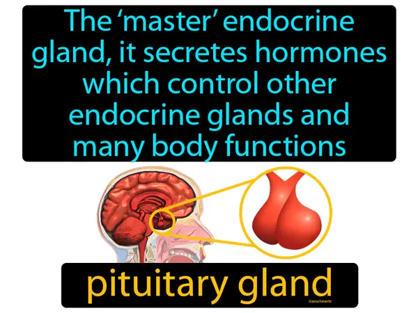 the ‘master’ endocrine gland, it secretes hormones which control other endocrine glands and many body functions