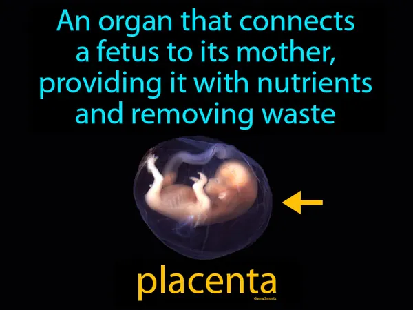 an organ that connects a fetus to its mother, providing it with nutrients and removing waste