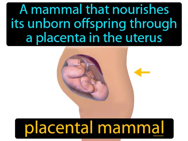 a mammal that nourishes its unborn offspring through a placenta in the uterus