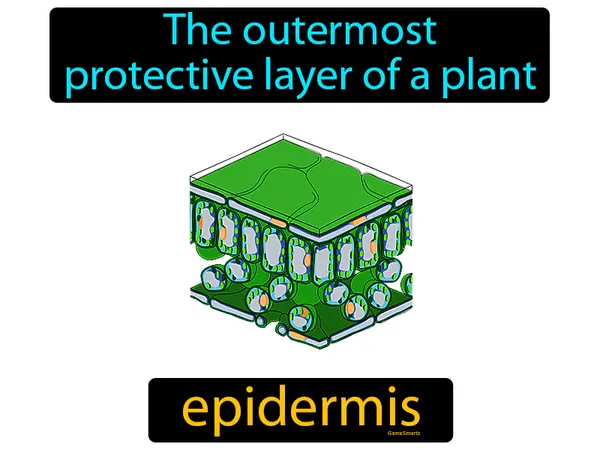 the outermost protective layer of a plant