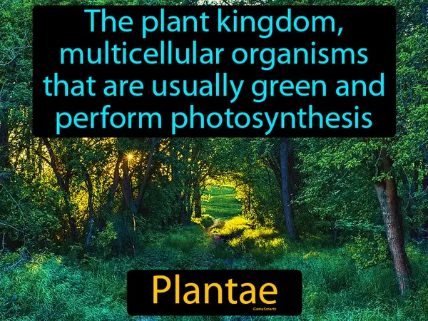the plant kingdom, multicellular organisms that are usually green and perform photosynthesis