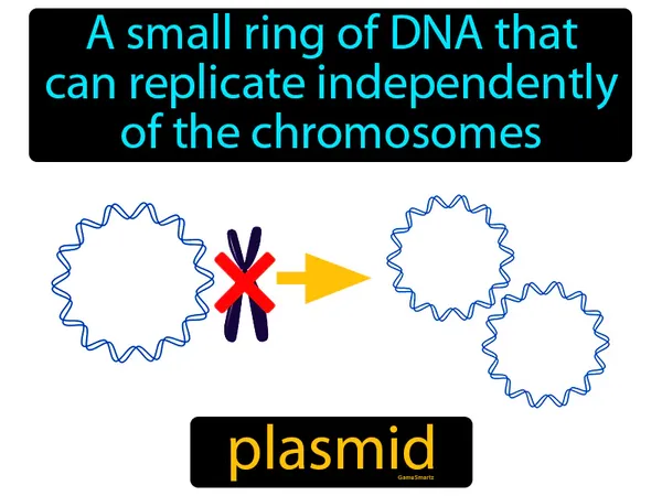 a small ring of DNA that can replicate independently of the chromosomes