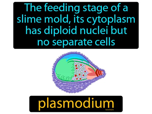 the feeding stage of a slime mold, its cytoplasm has diploid nuclei but no separate cells
