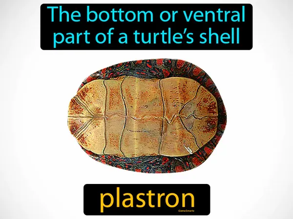 the bottom or ventral part of a turtle’s shell