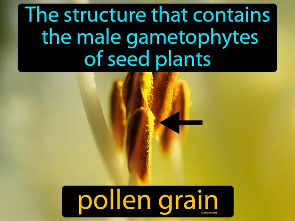 the structure that contains the male gametophytes of seed plants