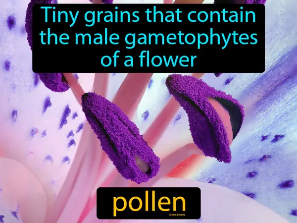 tiny grains that contain the male gametophytes of a flower