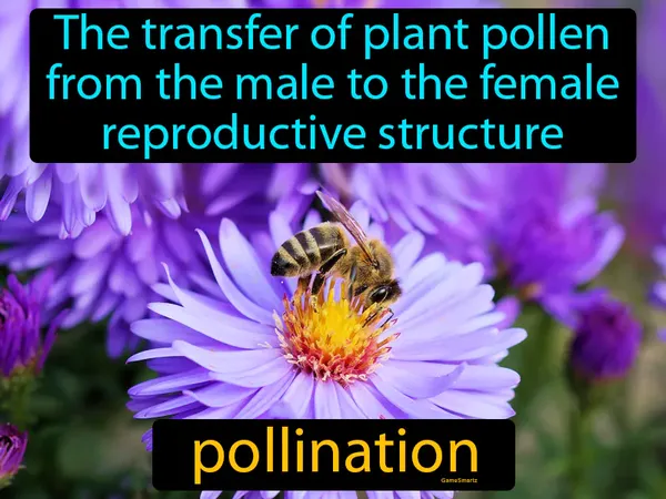 the transfer of plant pollen from the male to the female reproductive structure