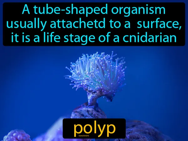 a tube-shaped organism usually attached to a surface, it is a life stage of a cnidarian