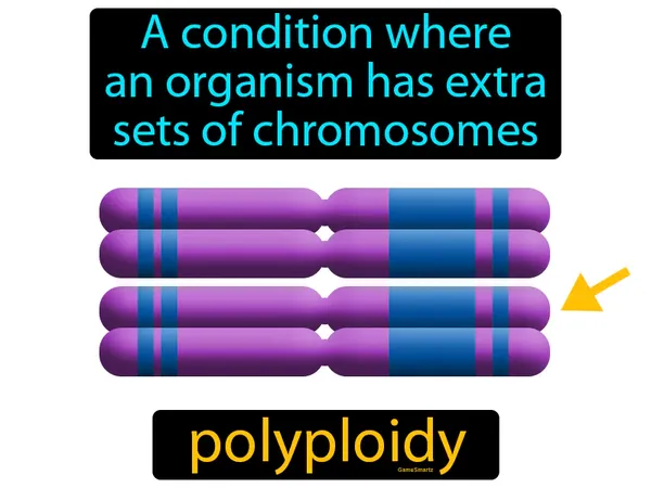 a condition where an organism has extra sets of chromosomes