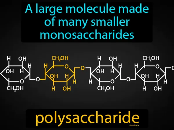 a large molecule made of many smaller monosaccharides
