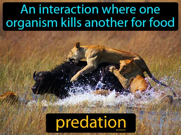an interaction where one organism kills another for food