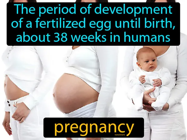 the period of development of a fertilized egg until birth, about 38 weeks in humans