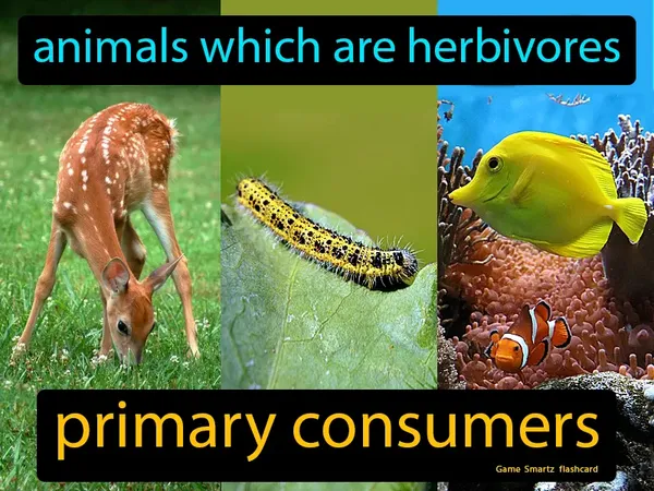 Animals which are herbivores