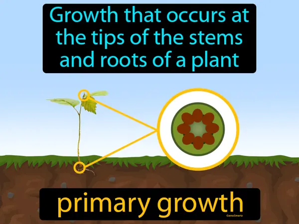 growth that occurs at the tips of the stems and roots of a plant
