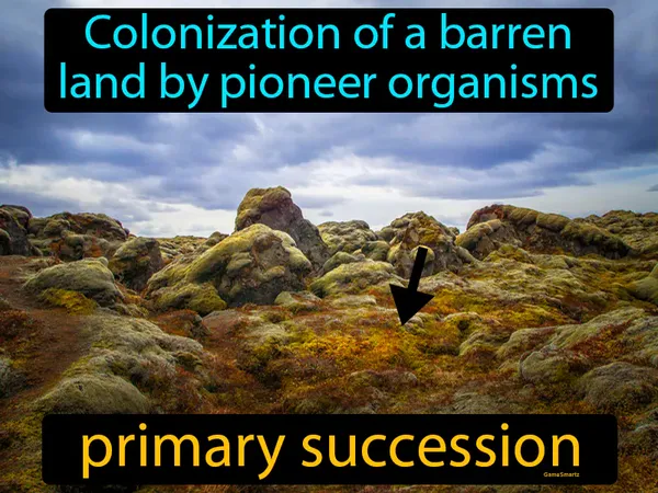 colonization of a barren land by pioneer organisms