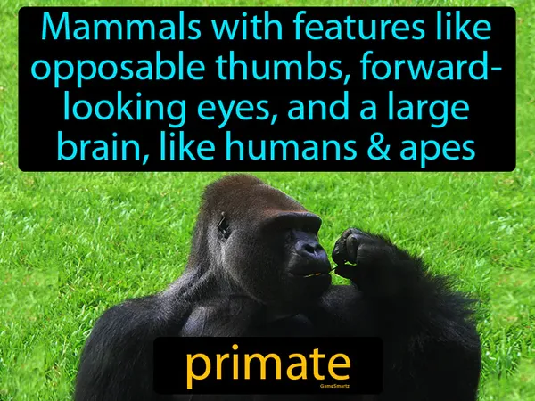 mammals with features like opposable thumbs, forward looking eyes, and a large brain, like humans, monkeys or apes