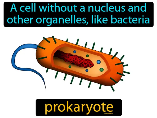 A cell without a nucleus and other organelles, like bacteria