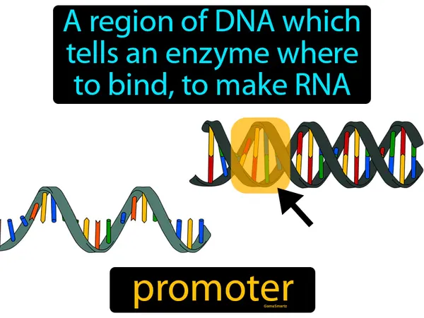 a region of DNA which tells an enzyme where to bind, to make RNA