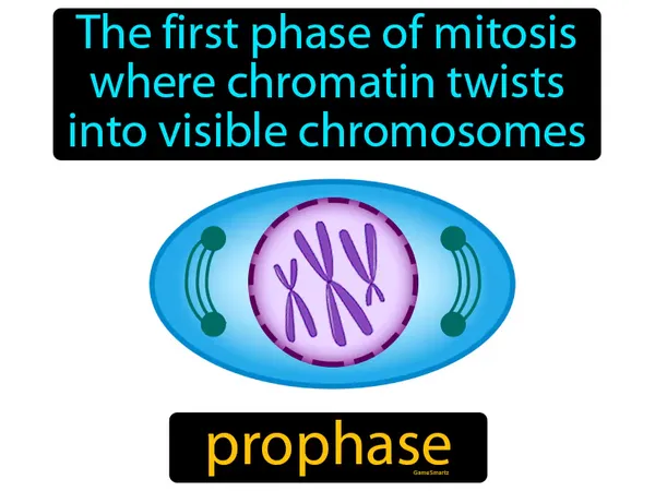 the first phase of mitosis where chromatin twists into visible chromosomes