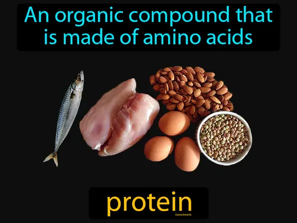 an organic compound that is made of amino acids