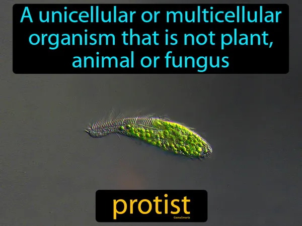 a unicellular or multicellular organism that is not plant, animal or fungus
