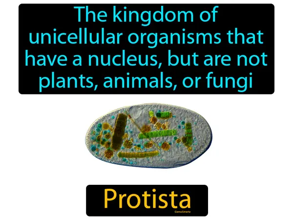 the kingdom of unicellular organisms that have a nucleus, but are not plants, animals, or fungi, like an amoeba