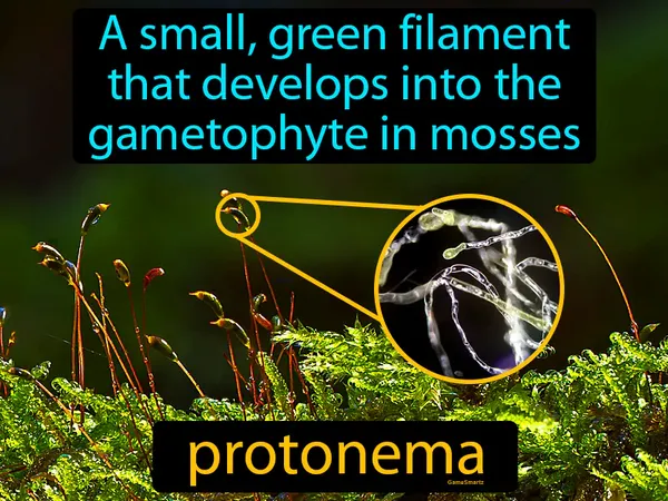 a small, green filament that develops into the gametophyte in mosses