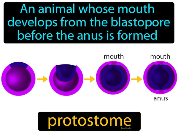 an animal whose mouth develops from the blastopore before the anus is formed