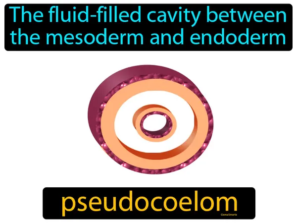 the fluid-filled cavity between the mesoderm and endoderm