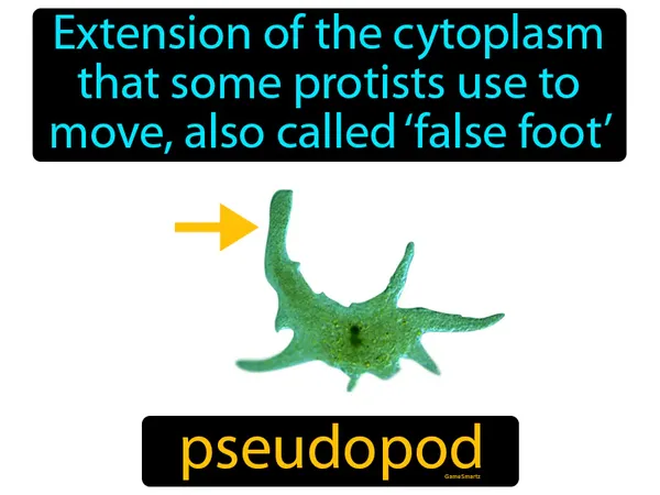 extension of the cytoplasm that some protists use to move, also called ‘false foot’