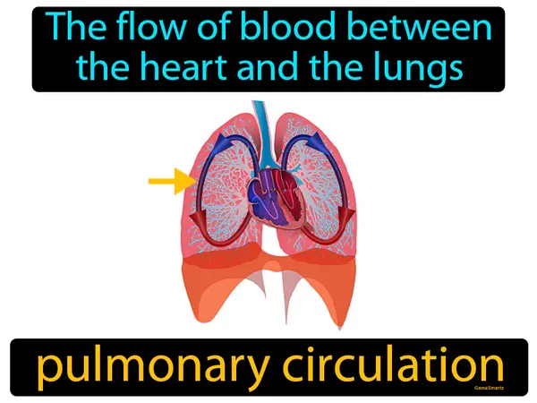 the flow of blood between the heart and the lungs