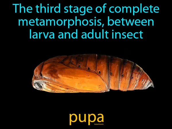 the third stage of complete metamorphosis, between larva and adult insect
