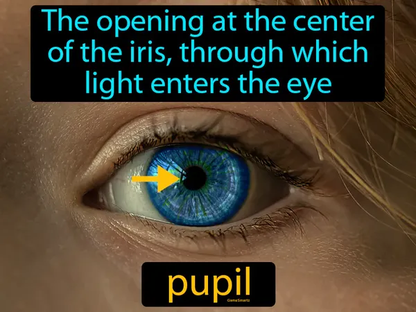 the opening at the center of the iris, through which light enters the eye