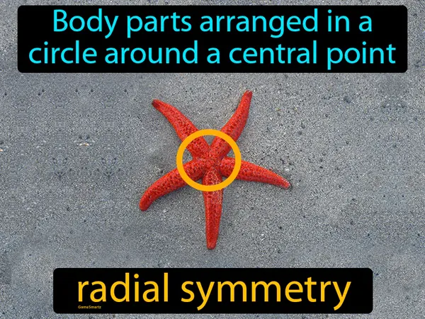 body parts arranged in a circle around a central point