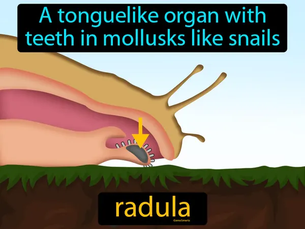 a tonguelike organ with teeth in mollusks like snails