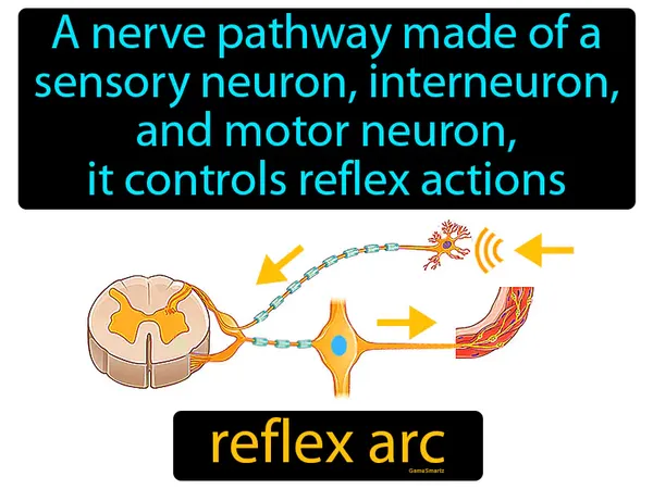 a nerve pathway made of a sensory neuron, interneuron, and motor neuron, it controls reflex actions