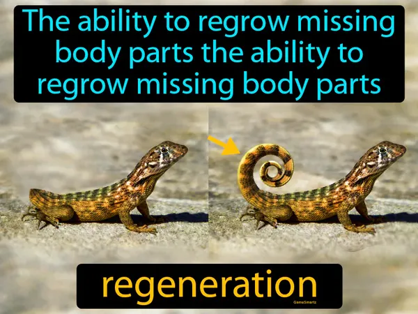 the ability to regrow missing body parts