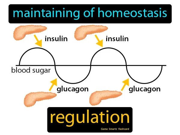 Maintaining of homeostasis