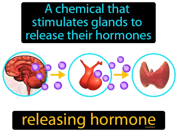 a chemical that stimulates glands to release their hormones