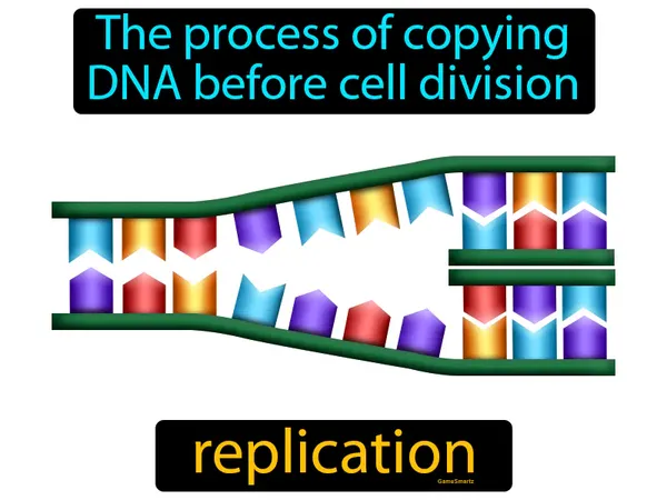 the process of copying DNA before cell division