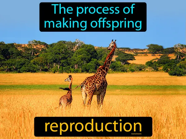 the process of making offspring