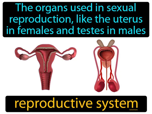 the organs used in sexual reproduction, like the uterus in females and testes in males