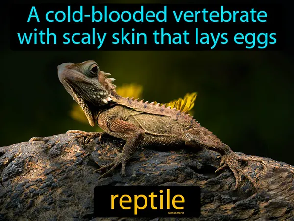 a cold-blooded vertebrate with scaly skin that lays eggs