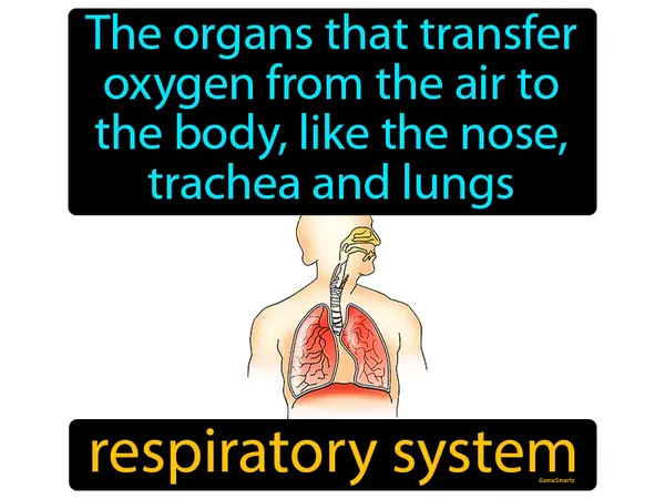 the organs that transfer oxygen from the air to the body, like the nose, trachea and lungs